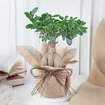 Lush Ficus Bonsai in Jute Wrap