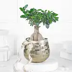 Eternal Green Ficus Bonsai
