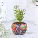 Sacred Tulsi in Rajwada Pot