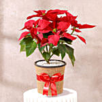 Classic Poinsettia Plant Gift
