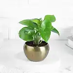 FNP Live Money Plant in Gold Hammered Pot