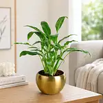 FNP Live Peace Lily Plant in Gold Hammered Pot