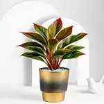 Scarlet Aglaonema Plant
