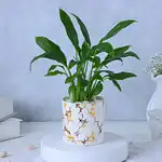Peace Lily Plant In Blingy Marble Design Pot