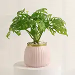 Monstera Plant Delight