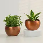Copper Green Plants Duo