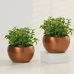 Jade Plants Harmony Duo