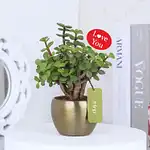 Evergreen Valentines Jade