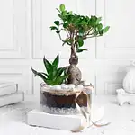 Ficus Ginseng Bonsai