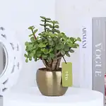 Jade Plant In Golden Metal Pot