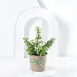 Jute Wrapped Classic Jade Plant Hand Delivery