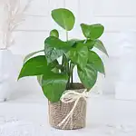 Money Plant Foliage Elegance