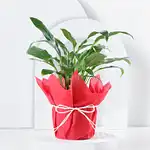 Peace Lily Prosperity Plant