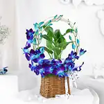 Tranquil Orchid and Prosperity Plant Gift