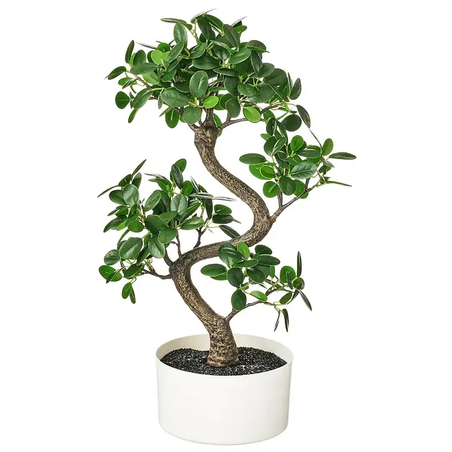Beautiful Bonsai Plant In Round White Pot