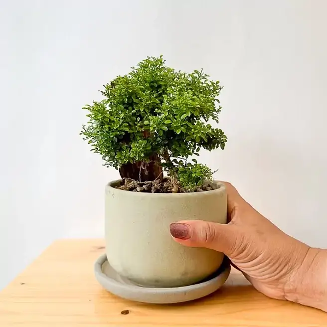 Murraya Paniculata Bonsai Plant thailand | Gift Murraya Paniculata Bonsai  Plant- FNP