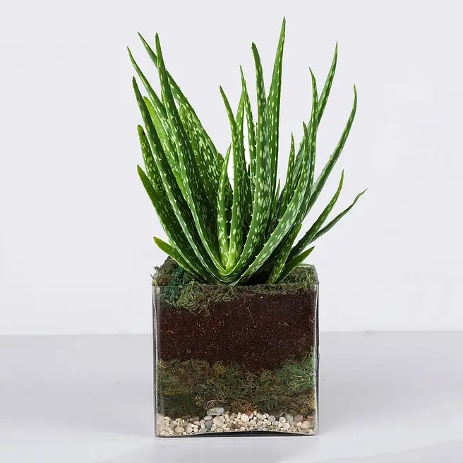 Aloe Vera Plant in Square Vase uae | Gift Aloe Vera Plant in Square Vase-  FNP