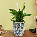 Peace Lilly Or Spathiphyllum in Premium Pot