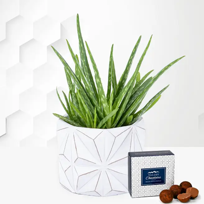 Aloe Vera Plant In Geometric Planter uk | Gift Aloe Vera Plant In Geometric  Planter- FNP