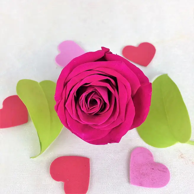 Graceful Pink Forever Rose usa | Gift Graceful Pink Forever Rose- FNP