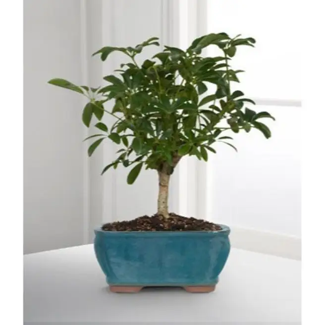 ponytail palm bonsai LARGE Beucarnea Recurvata Ponytail Palm with Character 2' tall – Dose of  Succulents main image 1