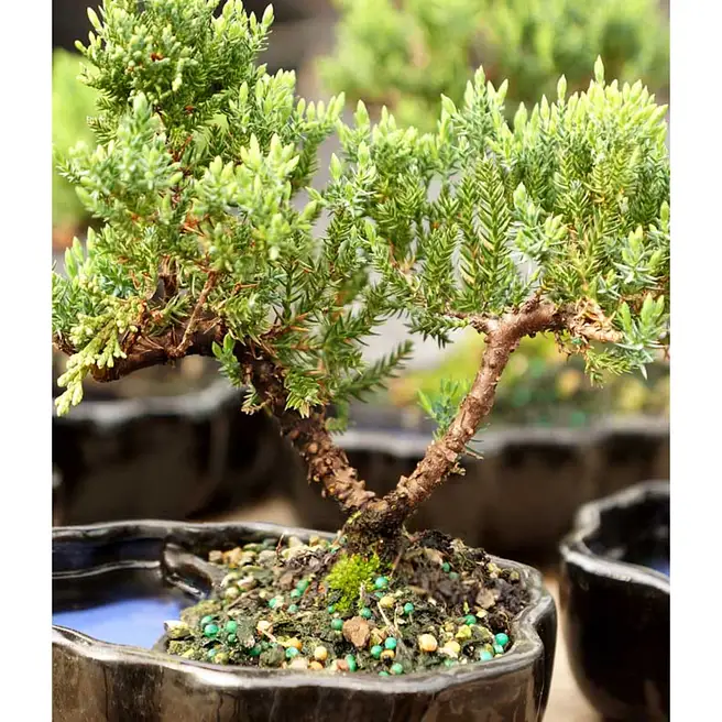 Zen Reflections Juniper Bonsai Plant usa | Gift Zen Reflections
