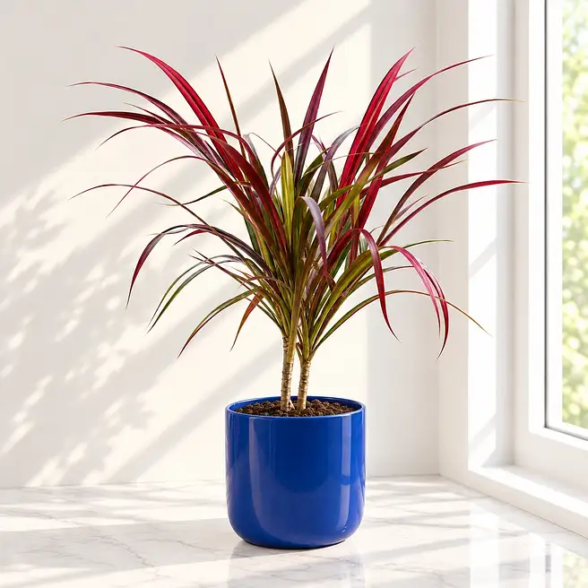Vibrant Dracaena 'Marginata Magenta' Gift