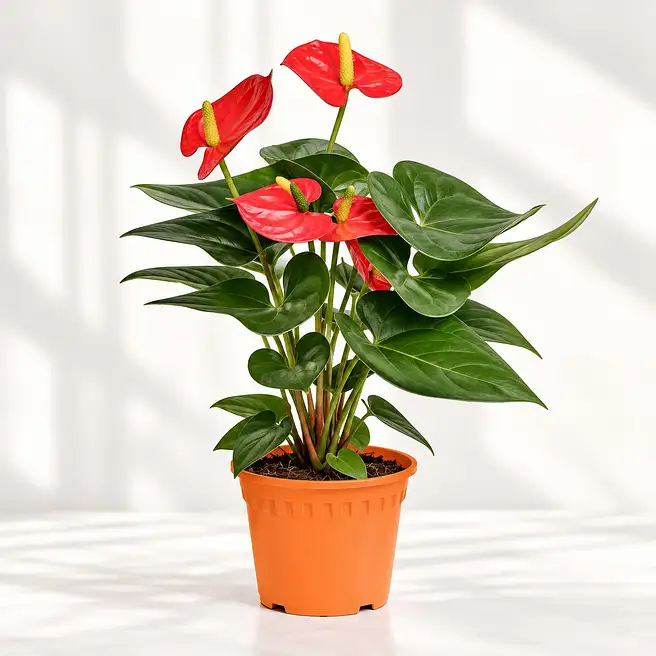 Anthurium 'Red' Gift Plant