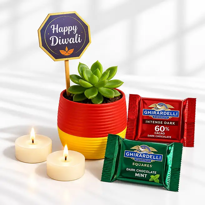 Echeveria Plant Diwali Joy Gift