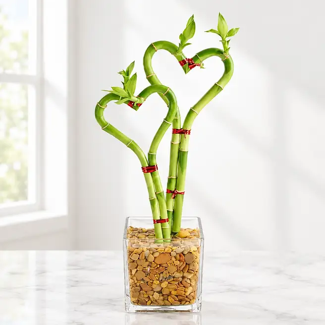 Love Duo Bamboo in Glass Vase