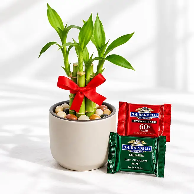 Lucky Bamboo N Chocolate Gift