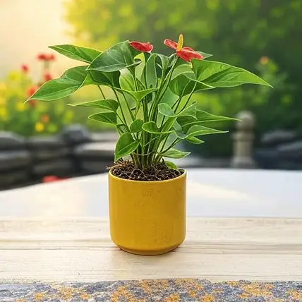 Anthurium Red Gift Plant in Ochre Pot