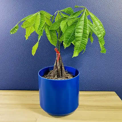 Braided Money Tree for Good Fortune in Blue Pot 6 inches
