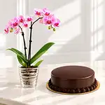 Luscious Cake & Orchid Plant
