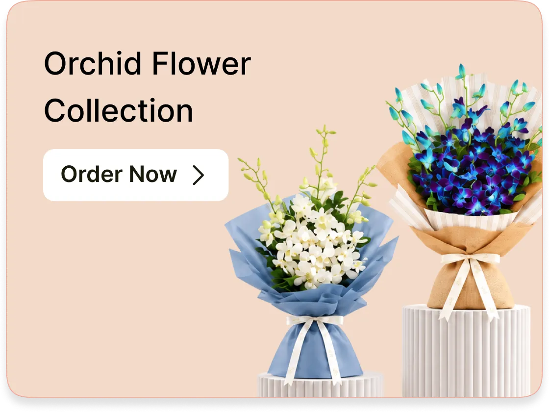 View orchids