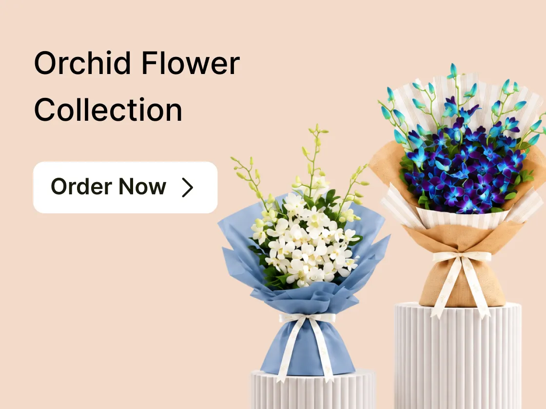 View orchids