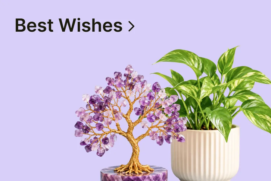 View best wishes